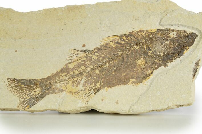 Bargain, Uncommon Fish Fossil (Mioplosus) - Wyoming #320351